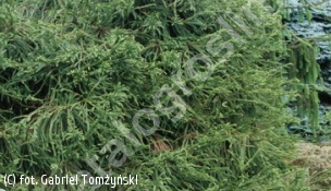 szydlica japońska - Cryptomeria japonica 