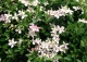 powojnik górski odm.różowa - Clematis montana var.rubens 