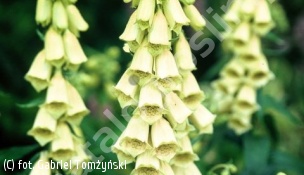naparstnica zwyczajna - Digitalis grandiflora 