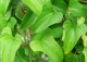 pochrzyn chiński - Dioscorea batatus 