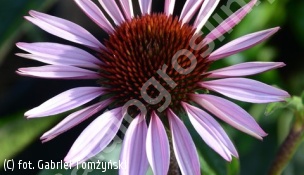 jeżówka purpurowa 'Magnus' - Echinacea purpurea 'Magnus' 