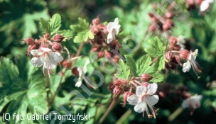 bodziszek kantabryjski 'Biokovo' - Geranium ×cantabrigiense 'Biokovo' 