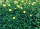 słoneczniczek zwyczajny odm. szorstka - Heliopsis helianthoides var.scabra 