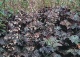 żurawka drobna 'Palace Purple' - Heuchera micrantha 'Palace Purple' 