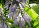 funkia 'Sum and Substance' - Hosta 'Sum and Substance' 