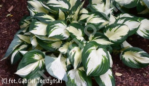 funkia 'Fire and Ice' - Hosta 'Fire and Ice' 