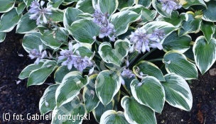 funkia 'First Frost' - Hosta 'First Frost' 