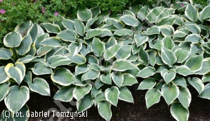 funkia 'First Frost' - Hosta 'First Frost' 
