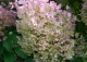 hortensja bukietowa BOBO 'Ilvobo' - Hydrangea paniculata BOBO 'Ilvobo' PBR