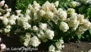 hortensja bukietowa BOBO 'Ilvobo' - Hydrangea paniculata BOBO 'Ilvobo' PBR
