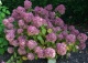 hortensja bukietowa LITTLE LIME 'Jane' - Hydrangea paniculata LITTLE LIME 'Jane' PBR ®