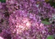 hortensja bukietowa LITTLE LIME 'Jane' - Hydrangea paniculata LITTLE LIME 'Jane' PBR