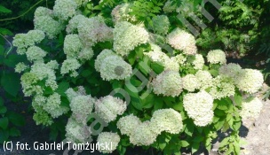 hortensja bukietowa LITTLE LIME 'Jane' - Hydrangea paniculata LITTLE LIME 'Jane' PBR ®
