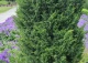 jałowiec chiński 'Blaauw' - Juniperus chinensis 'Blaauw' 