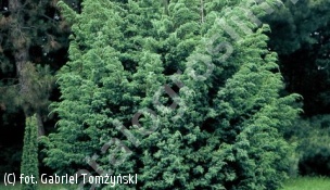 jałowiec chiński 'Blue Alps' - Juniperus chinensis 'Blue Alps' 