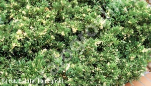 jałowiec chiński 'Expansa Variegata' - Juniperus chinensis 'Expansa Variegata' 