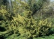 jałowiec chiński 'Plumosa Aurea' - Juniperus chinensis 'Plumosa Aurea' 