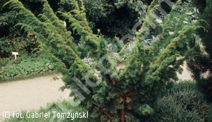 jałowiec chiński 'Plumosa Aurea' - Juniperus chinensis 'Plumosa Aurea' 