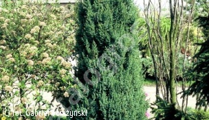 jałowiec chiński 'Stricta' - Juniperus chinensis 'Stricta' 