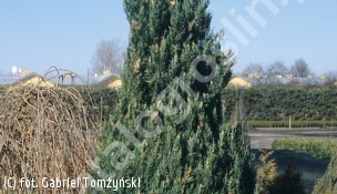 jałowiec chiński 'Variegata' - Juniperus chinensis 'Variegata' 