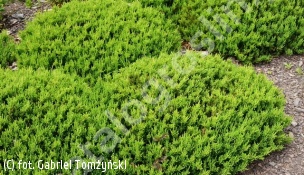 jałowiec pospolity 'Anna Maria' - Juniperus communis 'Anna Maria' 