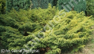 jałowiec pospolity 'Depressa Aurea' - Juniperus communis 'Depressa Aurea' 