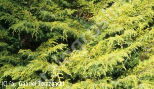 jałowiec pospolity 'Depressa Aurea' - Juniperus communis 'Depressa Aurea' 