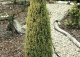 jałowiec pospolity 'Gold Cone' - Juniperus communis 'Gold Cone' 