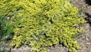 jałowiec pospolity ‘Goldschatz’ - Juniperus communis 'Goldschatz' 