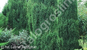 jałowiec pospolity 'Hibernica' - Juniperus communis 'Hibernica' 
