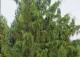 jałowiec pospolity 'Horstmann' - Juniperus communis 'Horstmann' 