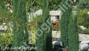 jałowiec pospolity 'Sentinel' - Juniperus communis 'Sentinel' 