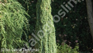 jałowiec pospolity 'Suecica Nana' - Juniperus communis 'Suecica Nana' 