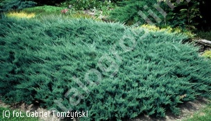 jałowiec płożący 'Blue Chip' - Juniperus horizontalis 'Blue Chip' 