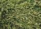 jałowiec płożący 'Golden Carpet' - Juniperus horizontalis 'Golden Carpet' 