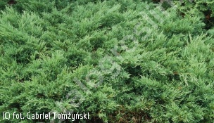jałowiec płożący 'Plumosa' - Juniperus horizontalis 'Plumosa' 