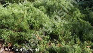 jałowiec płożący 'Plumosa' - Juniperus horizontalis 'Plumosa' 
