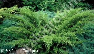 jałowiec Pfitzera 'Mint Julep' - Juniperus ×pfitzeriana 'Mint Julep' 