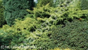 jałowiec Pfitzera 'Pfitzeriana Aurea' - Juniperus ×pfitzeriana 'Pfitzeriana Aurea' 