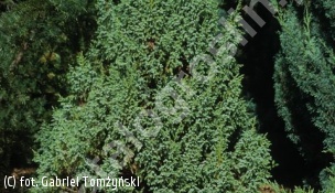 jałowiec Pinga 'Loderi' - Juniperus pingii 'Loderi' 