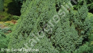 jałowiec Pinga 'Loderi' - Juniperus pingii 'Loderi' 