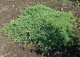 jałowiec rozesłany 'Nana' - Juniperus procumbens 'Nana' 