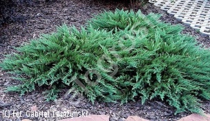 jałowiec sabiński 'Tamariscifolia' - Juniperus sabina 'Tamariscifolia' 