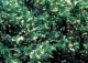 jałowiec sabiński 'Variegata' - Juniperus sabina 'Variegata' 