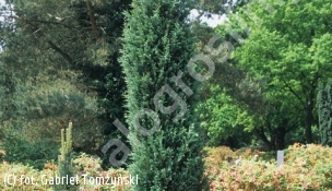 jałowiec skalny 'Moonglow' - Juniperus scopulorum 'Moonglow' 