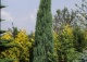 jałowiec skalny 'Skyrocket' - Juniperus scopulorum 'Skyrocket' 