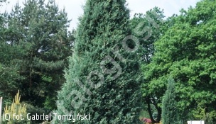 jałowiec skalny 'Wichita Blue' - Juniperus scopulorum 'Wichita Blue' 