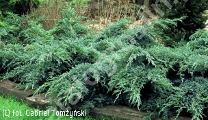 jałowiec łuskowaty 'Blue Carpet' - Juniperus squamata 'Blue Carpet' 