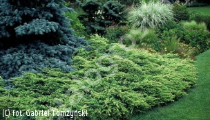 jałowiec łuskowaty 'Holger' - Juniperus squamata 'Holger' 
