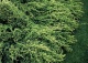 jałowiec łuskowaty 'Holger' - Juniperus squamata 'Holger' 